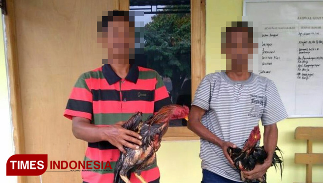 Gerebek Judi Sabung Ayam Polsek Glenmore Amankan Dua Orang Times