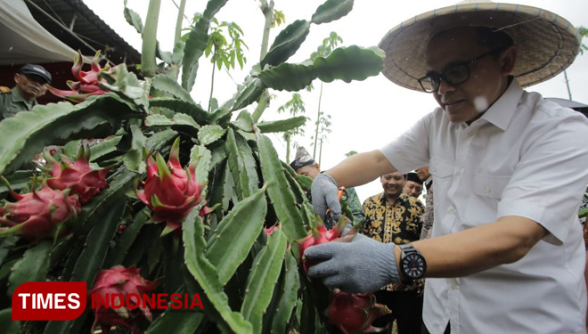 Bupati Anas potong buah naga. (FOTO: Humas Pemkab Banyuwangi for TIMES Indonesia)