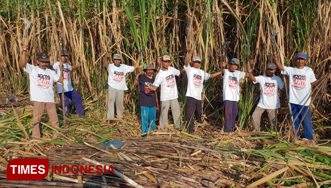 Petani-Tebu-Bondowoso-2.jpg