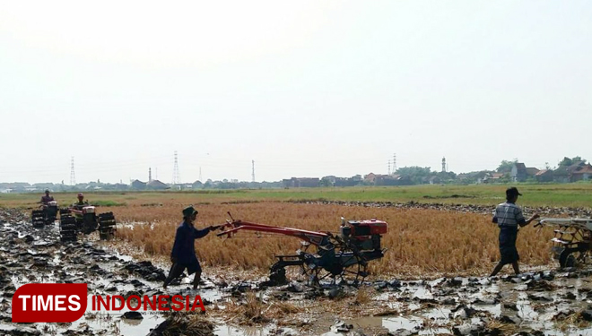 Kegiatan olah tanah di Kelurahan Kolursari, Kecamatan Bangil, Kabupaten Pasuruan. (FOTO: STPP Malang for TIMES Indonesia)
