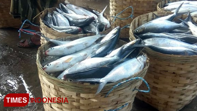 Ikan Bandeng (Foto: Dokumen TIMES Indonesia)