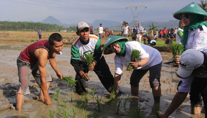 Hj Ade Yasin saat menanam padi bersama petani di Kabupaten Bogor. (FOTO: Istimewa)