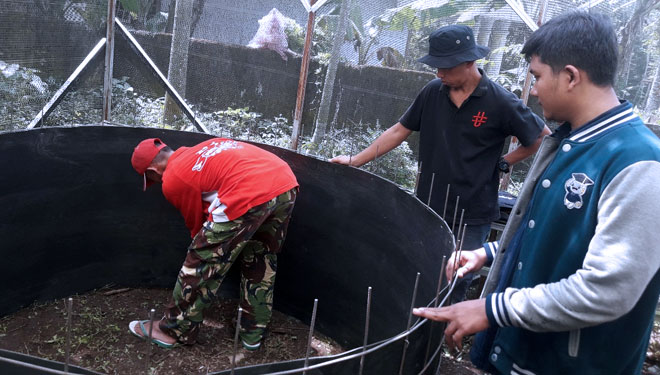 Proses pembuatan budidaya Kecoa Batu 'Ceremende' Sebagai Pakan Lele. (FOTO: Humas UB)