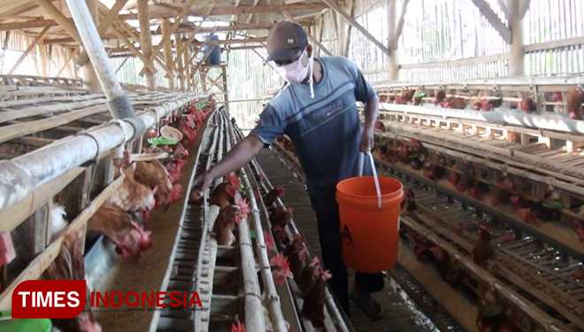 Dinginnya suhu udara, membuat penurunan produksi telur ayam yang berakibat, harga telur di pasaran naik. (FOTO: Isimewa/TIMES Indonesia)