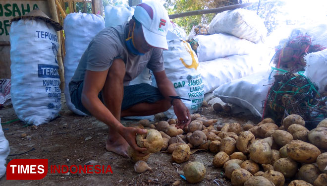 Mandra (42), pengepul ubi jalar warga Desa Sumbang Kecamatan Trucuk, Bojonegoro. Minggu (15/7/2018) (FOTO: Ali/TIMES Indonesia)