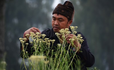 Mengenal Edelweis Tengger