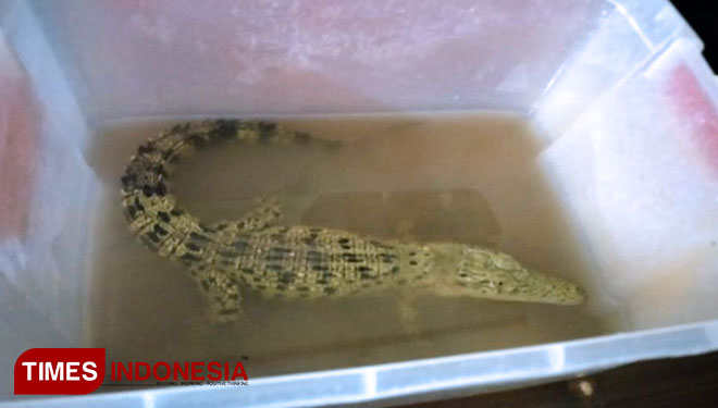 Buaya Muara (Crocodylus Pororus) yang dijual secara online oleh tersangka, diamankan Satreskrim Polres Probolinggo, Jawa Timur.(FOTO: Dicko W/TIMES Indonesia)