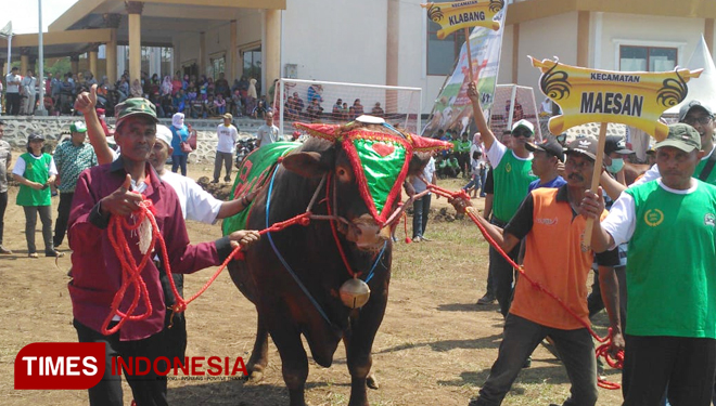 kontes-sapi-ternak-2.jpg