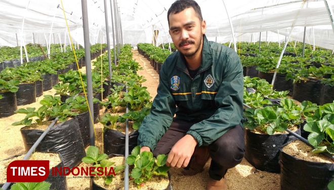 Ilman Harun, petani muda yang menyulap lahan tidur menjadi kebun strawberry yang bisa menghasilkan dana jutaan rupiah. (FOTO: Muhammad Dhani Rahman/TIMES Indonesia)