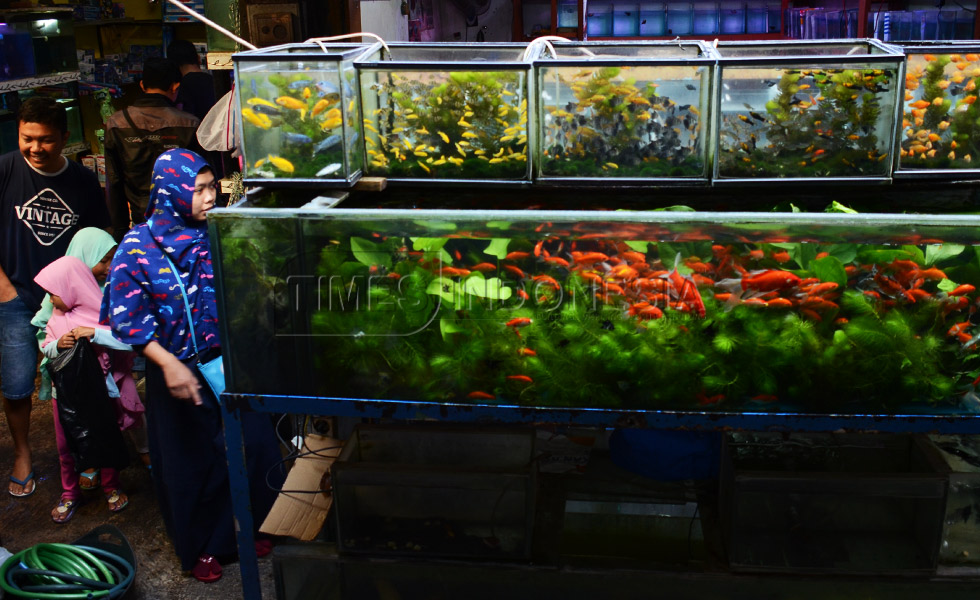 Pengunjung berjalan dekat jajara aquarium ikan hias air tawar yang ada di pasar ikan Splendid (FOTO: Adhitya Hendra/TIMES Indonesia)