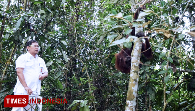 Pupuk Kaltim Lepas Liarkan Orang Utan di Sangkima