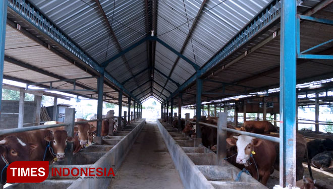 Sapi yang siap untuk dijadikan hewan kurban di Hari Raya Idul Adha1439 Hijriyah, Jumat, (10/8/2018). (Foto: Dinas Peternakan dan Kesehatan Hewan (FOTO: (Disnakwan) Kabupaten Lamongan for TIMES Indonesia)
