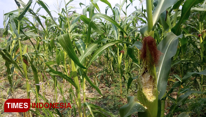 Ilustrasi - tanaman jagung. (FOTO: Dok.TIMES Indonesia)