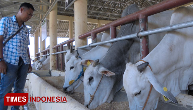 Peternakan sapi yang berada di TTP Plus, Desa Sukodono, Kecamatan Panceng, Kabupaten Gresik. (FOTO: Akmal/TIMES Indonesia)
