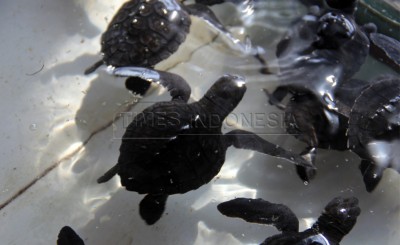 Marjan, Penyelamat Tukik dari Gili Trawangan