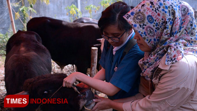 Pemeriksaan kesehatan hewan kurban. (FOTO: Dok. TIMES Indonesia)
