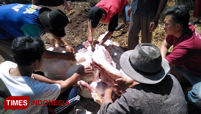 Penyembelihan hewan qurban yang dibantu oleh warga. (FOTO: Ana Masruroh/DJ TIMES Indonesia)