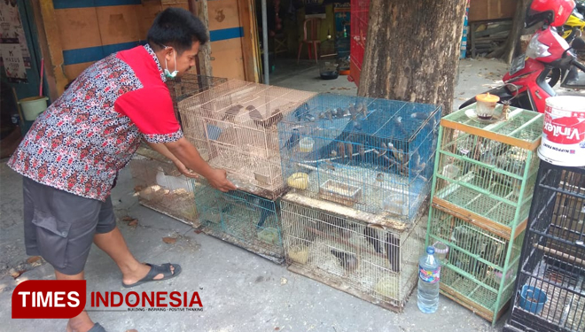 Pedagang Burung Di Lamongan Merasa Dirugikan Oleh Permen Lhk