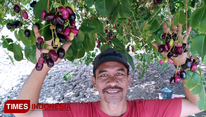 Juwet Buah Kaya Manfaat Yang Mulai Langka Times Indonesia