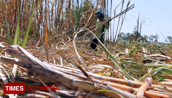 Petani-Tebu-2.jpg