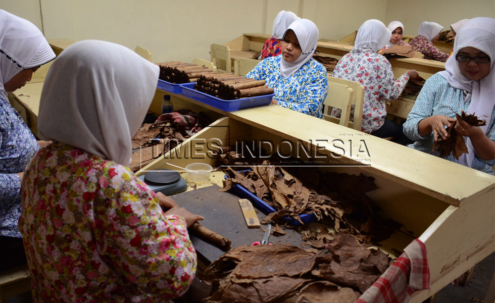 Sejumlah pekerja pembuatan cerutu, memilih daun tembakau yang akan di jadikan isi cerutu. (FOTO: Adhitya Hendra/TIMES Indonesia)