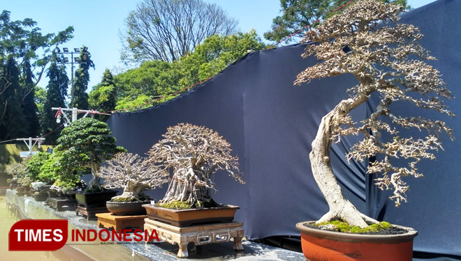 Bonsai-2.jpg