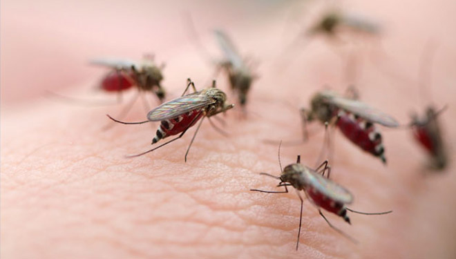 ILUSTRASI: Nyamuk malaria (FOTO: healthnews)