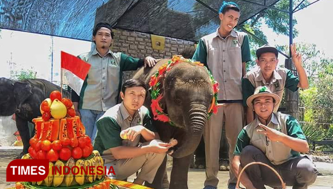 Manajemen Maharani Zoo dan Goa merayakan ulang tahun pertama gajah Sumatera bernama Putri Maharani, Senin, (10/9/2018). (FOTO: Maharani Zoo dan Goa for TIMES Indonesia)