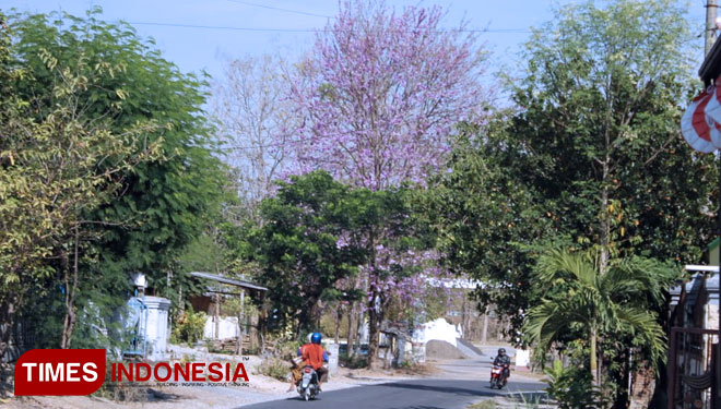 Bunga-Sakura-dilamongan-a.jpg