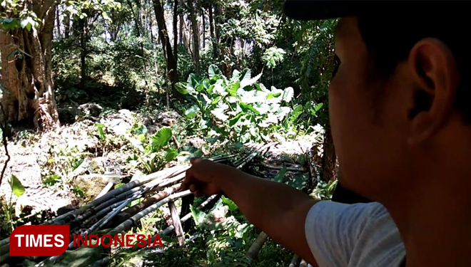 Lokasi kawanan kera liar sering terlihat, di kawasan hutan lumbang, atau tirta ageng. (FOTO: Happy L. Tuansyah/TIMES Indonesia)