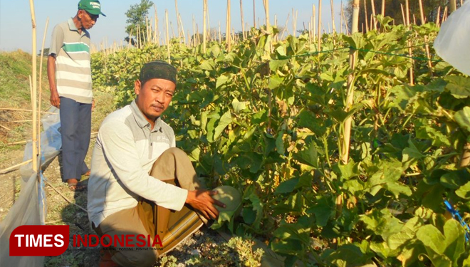 Petani Dusun Jetek, Desa Sumari, Kecamatan Duduksampeyan, Kabupaten Gresik saat panen melon di lahan tambak (FOTO: Akmal/TIMES Indonesia)