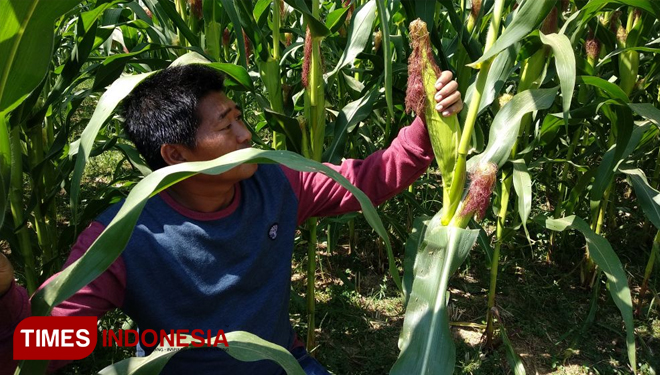Petani jagung di Pamekasan sudah mulai ada yang beralih ke bibit jagung hibrida karena produksinya meningkat. (FOTO: Putera Khafi/TIMES Indonesia)