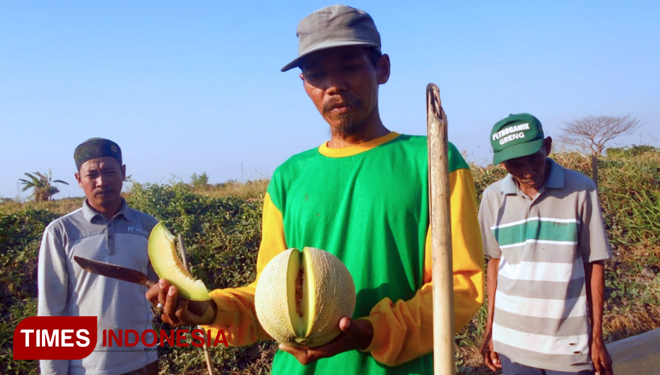 Petani Dusun Jetek, Desa Sumari, Kecamatan Duduksampeyan saat panen melon. (FOTO: Akmal/TIMES Indonesia)