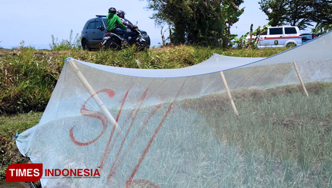 Lahan pertanian bawang merah di Kabupaten Probolinggo, Jawa Timur, Selasa (9/10/2018). (Foto: Happy L/TIMES Indonesia)