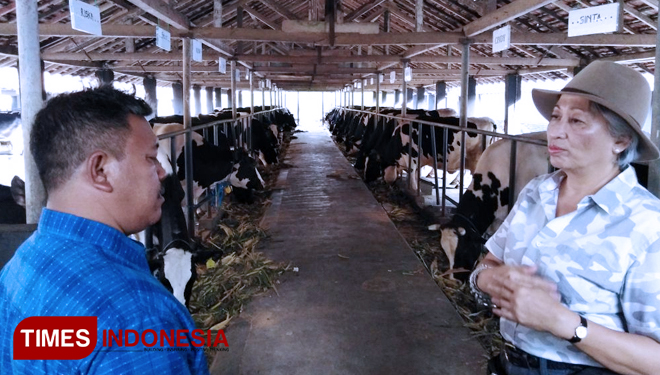 Wawancara Pak Suwandi dengan pemilik Dairy Farm Margo Utomo, Ibu Endang Mariana (FOTO: AJP/TIMES Indonesia0