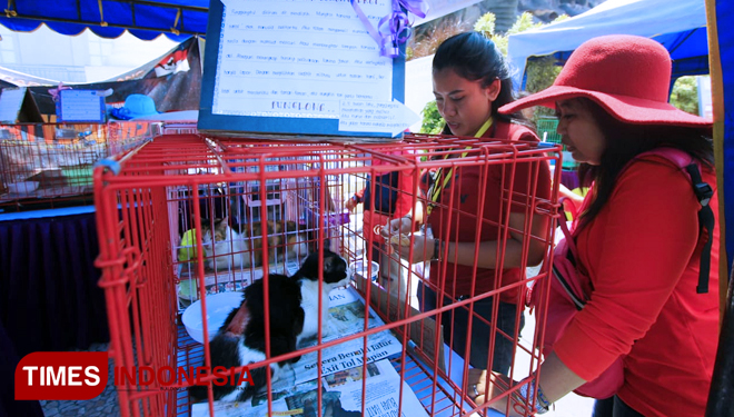 Fun cat show and pet exhibition yang diadakan oleh PKDI (Perkumpulan Kucing Domestik Indonesia) chapter Malang di Jatim Park 2. (FOTO: Tria Adha/TIMES Indonesia)