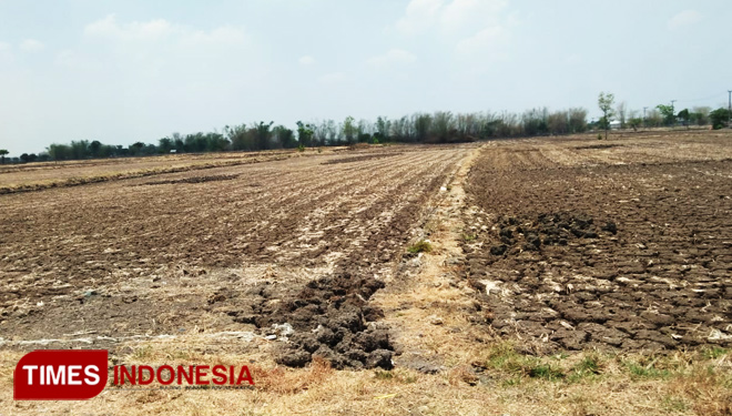 Ilustrasi kekeringan di Indonesia. (FOTO: Dokumen TIMES Indonesia)