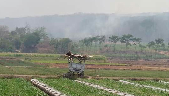 Kepulan asap muncul yang membakar di area hutan lindung di Gunung Bentar, Kabupaten Probolinggo, Jawa Timur. (FOTO: Istimewa)