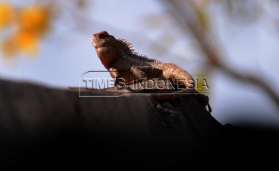 Saat Bunglon Jambul Berganti Warna