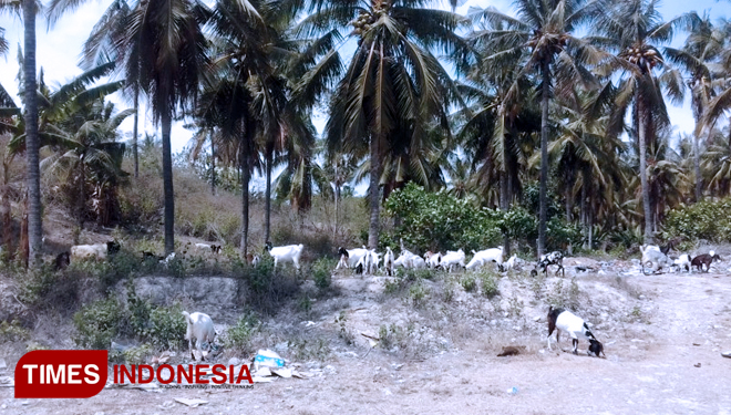 Akibat kekeringan sejumlah ternak kambing mencari makan di tempat sampah (FOTO:Habibudin/TIMES Indonesia)