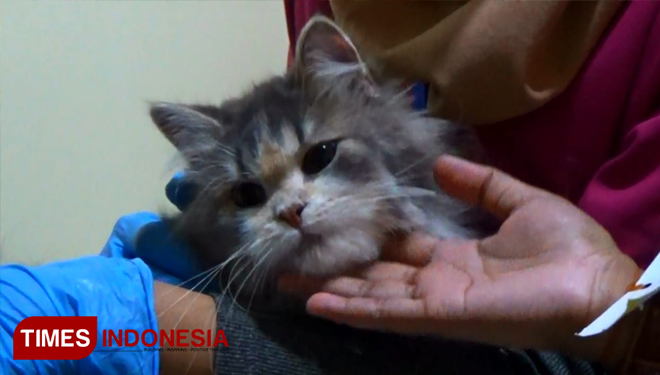 Jangan Lupa Vaksin Kucing Kesayangan Anda