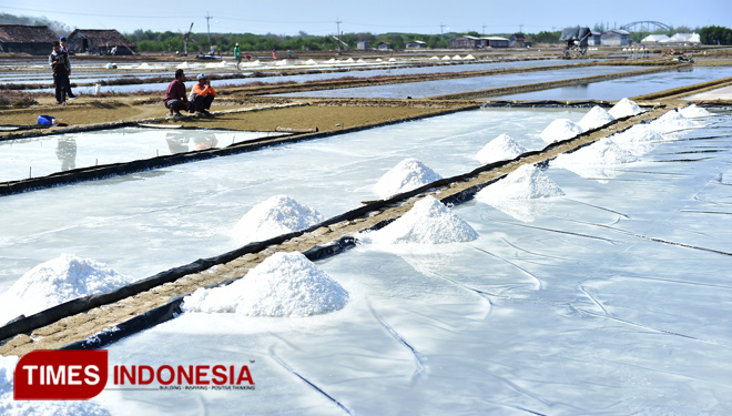 Petani garam melihat-lihat garam yang sudah mengkristal, di Desa Sedayulawas, Kecamatan Brondong, Senin, (22/10/2018). (FOTO: Siti Nura/TIMES Indonesia)