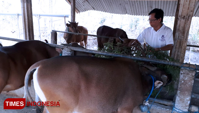 Profesor Dahlanuddin melihat hasil penggemukan sapi dengan pakan lamtoro taramba di Sumbawa. (FOTO: Abdul Muis/TIMES Indonesia)
