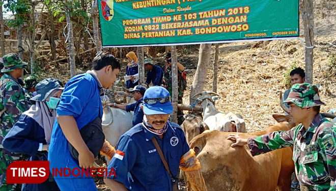Satgas TMMD ke 103 wilayah Kodim 0822 Bondowoso sedang mengajari warga Solor, mendetekasi dini ternak yang bunting (FOTO: Humas for TIMES Indonesia) 