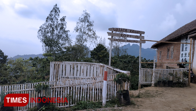 Perkebunan kopi lereng Bromo pun disulap menjadi wahana wisata kebun kopi. (FOTO: Tria Adha/TIMES Indonesia)