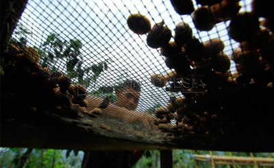 Kambang dan Babinsa, Penyelamat Kopi Lereng Bromo