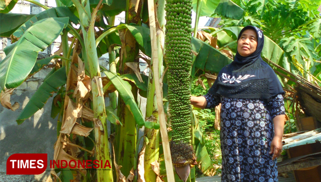 Masyarakat saat berfoto bersama pohon pisang yang berisi ribuan. (FOTO: Akmal/TIMES Indonesia).