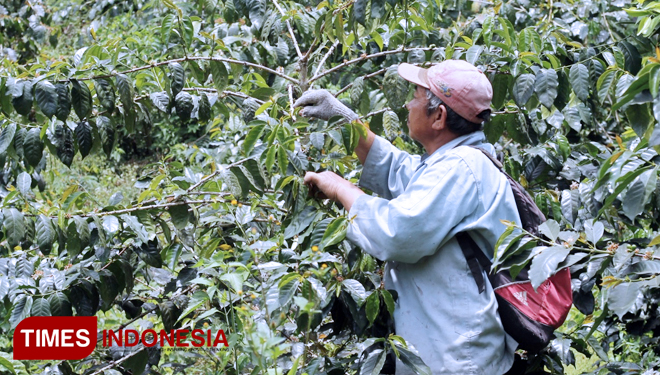 Indonesian coffee farmers. (PHOTO: Dok. TIMES Indonesia)