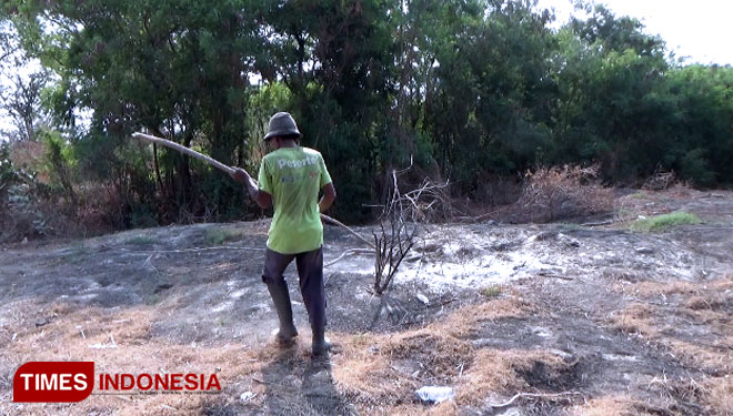 Lokasi Muhammad Rahmad terperosok, di tumpukan abu kettel, Desa Curahsawo, Kecamatan Gending. (FOTO: Happy L. Tuansyah/TIMES Indonesia)