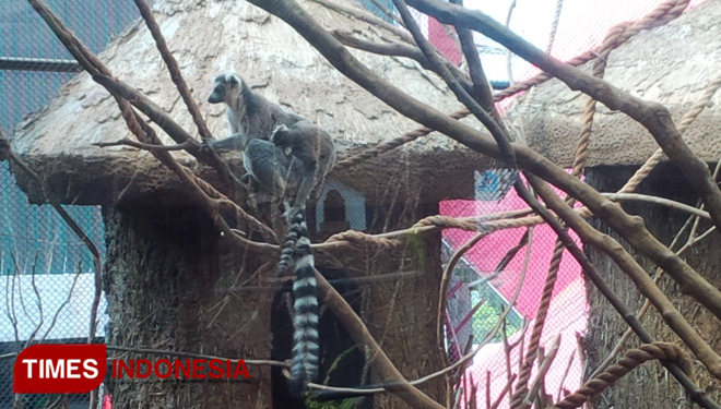 Lemur salah satu koleksi hewan yang terancam punah bisa dilihat wisatawan di Jawa Timur Park 2. (Muhammad Dhani Rahman/TIMES Indonesia)